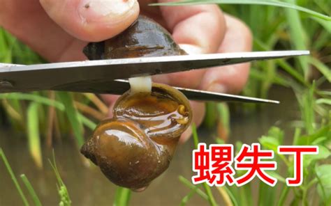 田螺怎么洗最快最干净